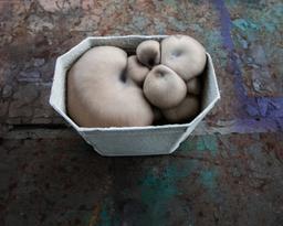 Image of Rhyze Oyster Mushrooms 250g (-50% solidarity)