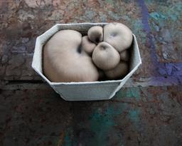 Image of Rhyze Oyster Mushrooms 250g (-20% solidarity)