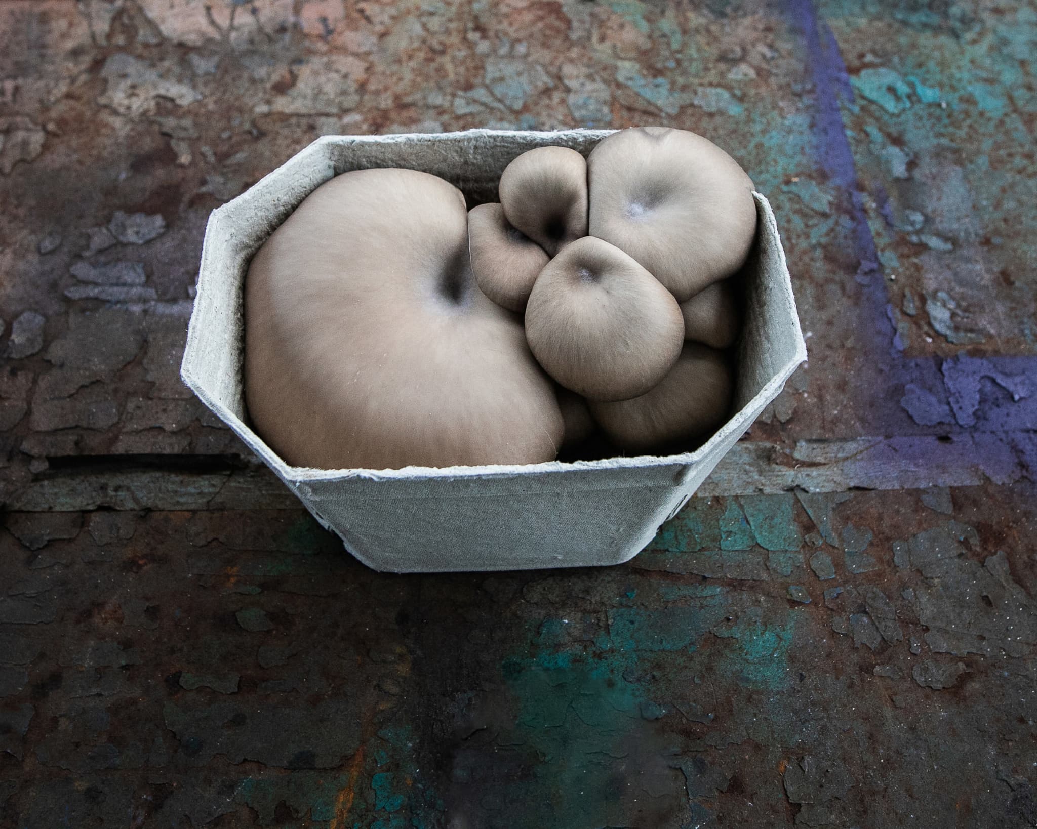 Rhyze Oyster Mushrooms - 250g