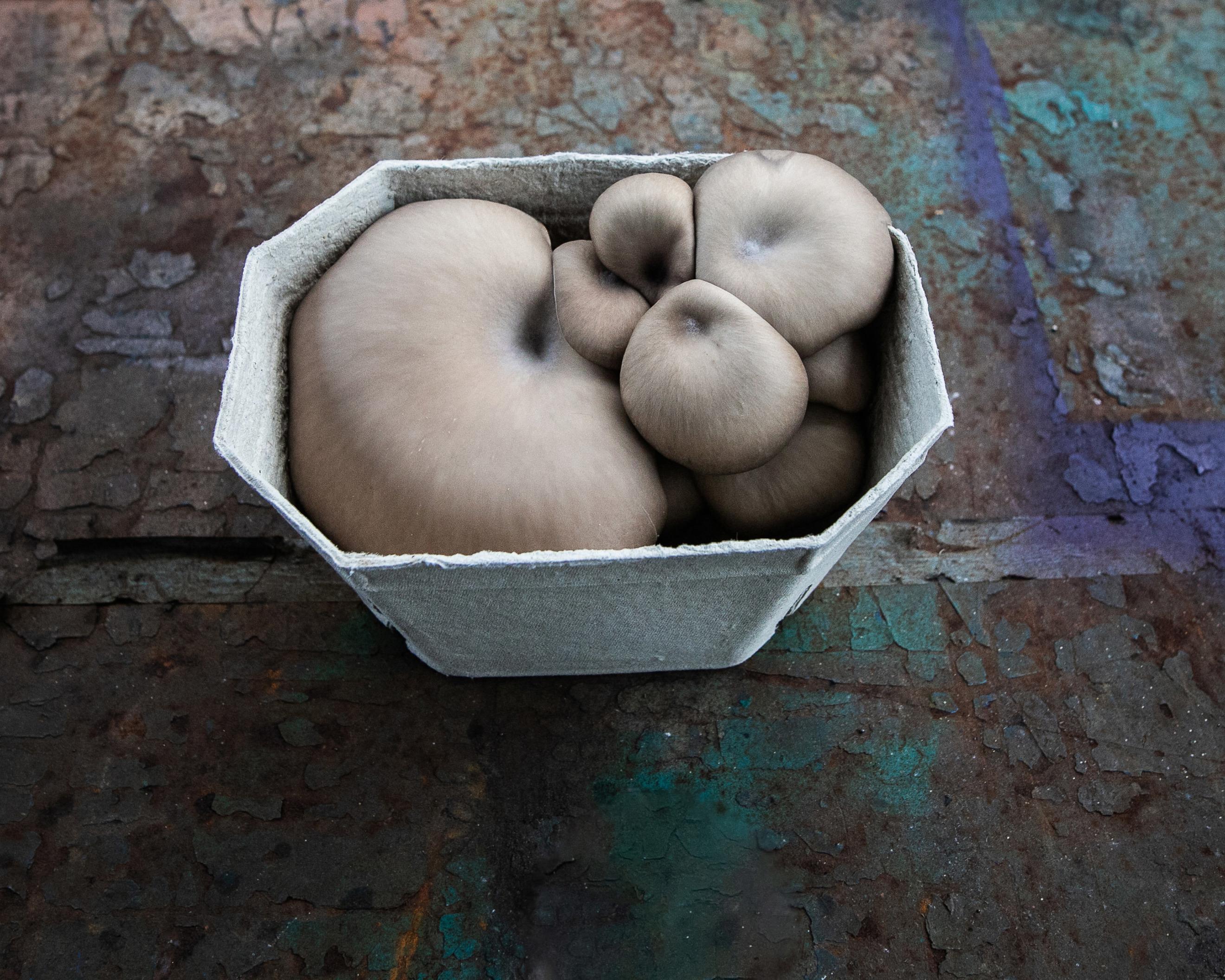 Rhyze Oyster Mushrooms - 250g